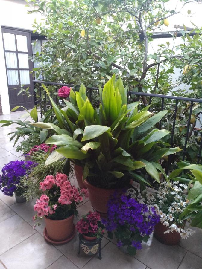 アルダレス El Patio Andalu Bed & Breakfast エクステリア 写真
